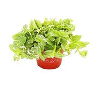 exotenherz Trimaster Flower - Tradescantia fluminensis - avec feuilles blanches et multicolores - Œil de dieu - Pot de 12 cm.
