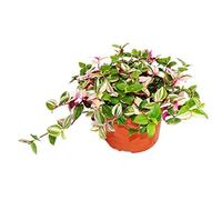 exotenherz - Trimaster Flower - Tradescantia quadricolor - Plante d'intérieur à suspendre facile d'entretien - Pot de 12 cm