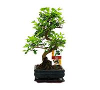 exotenherz - Troène chinois - Ligustrum sinensis de bonsaï - 6ans