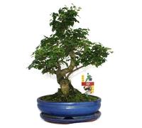 exotenherz - Troène chinois - Ligustrum sinensis de bonsaï - environ 10 ans