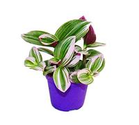 exotenherz - Trois-master-blues- Tradescantia "Nanouk" - Plante d'intérieur suspendue facile d'entretien - Pot de 9 cm - Rose