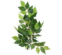 Exoterra Décoration Ruscus Plante Petit Modèle pour Reptiles et Amphibiens