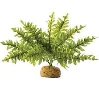 Fougère de Boston pm