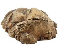 Exo Terra – Plante de terrarium Orchidée Arachnis Flos Aeris pour reptiles et amphibiens