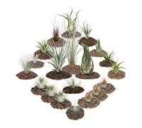 exozenherz - 1 set of 20 plants including 3 XXL plants