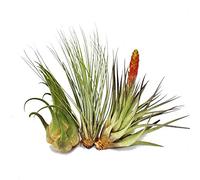 exozenherz - 3 différents XXL Tillandsias dans le jeu