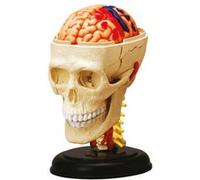 Explora anatomie crâne et cerveau Multicolore G