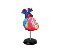 EXPLORA - Cœur - Anatomie du Corps Humain - 546052 - Modèle Réaliste de 31 Pièces - Notice d'Assemblage et Quiz Éducatif - Kit de Découverte - Jeu pour Enfant - Scientifique - À Partir de 8 Ans