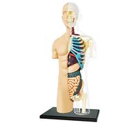 EXPLORA - Demi Torse - Anatomie du Corps Humain - 546083 - Modèle Réaliste de 37 Pièces - Notice d'Assemblage et Quiz Éducatif - Kit de Découverte - Jeu pour Enfant - Scientifique - À Partir de 8 Ans