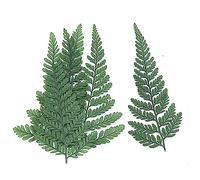 Exqufood Lot de 60 fougères séchées, Herbarium, fougère Verte séchée pour DIY, Carte Postale, Carte d'invitation, Coque de téléphone Portable, Feuilles de pennisetum