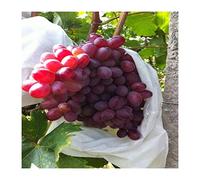 EYRMQWJPC Sacs de Protection des Fruits, Lot de 50 Sacs en Filet for Fruits et légumes 18 x 20 cm, Une Couleur