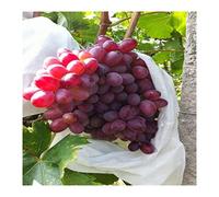 EYRMQWJPC Sacs de Protection des Fruits, Sachets de Protection for Fruits en Maille Non tissée, Raisin, Pitaya, Lot de 100, pêche, Plusieurs Tailles(100pcs 25x32cm)