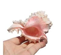 EYUANGXY 1 Coquille Naturelle de Grande Taille for la Croissance des Bernard-l'hermite - Parfaite for Une décoration sur Le thème de la Plage, Les Loisirs créatifs et Le Remplissage d'aquarium(Large)