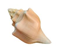 EYUANGXY 1 Grand Coquillage Naturel for la décoration intérieure, Aquarium, Mariages sur la Plage et Loisirs créatifs - Élément décoratif d'inspiration côtière(14-15cm)