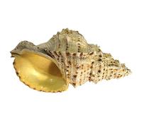 EYUANGXY 1 Lot de Grands Coquillages naturels mélangés for la décoration intérieure, l'aquarium et Les Loisirs créatifs - for Les fêtes et Mariages sur Le thème de la Plage(25 * 15 * 12cm)