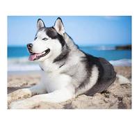 EZYHO 5D DIY Full Diamond Painting Rhinestone Husky Dog Pictures of Crystals Embroidery Kits Arts Crafts Sewing for Home Decor Kit 50x50cm nVc498