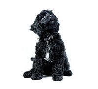 EZYHO Peinture diamant d'un chiot Cockapoo noir regardant vers le haut, strass en cristal, broderie, images DIY pour décoration murale, autocollants 40 x 50 cm