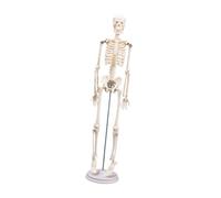 F Fityle Human Skeleton Model Science fournit un bras rotatif 18,90 pouces en début d'apprentissage