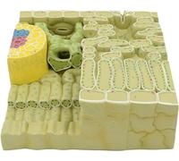 F Modèle D’Anatomie Végétale Modèle De Structure De Feuille - Biologie Botanique Modèles De Structure De Feuille - Matériau PVC Organite De Feuille Tissu Modèle Anatomique - pour Les élèves