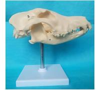 F Modèle De Crâne De Chien Canin - Modèle De Tête De Crâne D’Animal - Modèle Anatomique D’os Naturel De Chien - Modèle De Squelette Canin Anatomique Médical - pour Modèle D’enseignement Méd