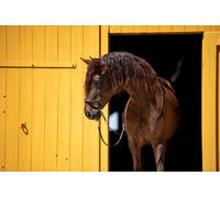 F.R.A. Filet sans mors Mewi avec guidage de rênes croisé Cob = Pur-sang