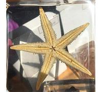 F Spécimen D’étoile De Mer Intégré - Vie Marine Modèle De Spécimen D’étoile De Mer - Modèle Biologique De Spécimen D’étoile De Mer en Résine Transparente - pour L’enseignement De L’étude