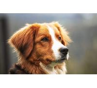 Fabulous Affiche Poster Beau Chien Marron et Blanc Poil Long Exterieur Mignon