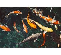 Fabulous Affiche Poster Carpes Koi Multicolor Bassin A Poisson Poissons Rouge Japon