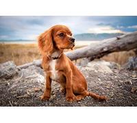 Fabulous Affiche Poster Cavalier King Charles Petit Chien Marron Plage Nature Mignon