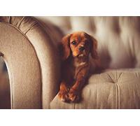 Fabulous Affiche Poster Cavalier King Charles Relax Chill Chien Tendresse Mignon