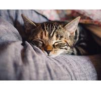 Fabulous Affiche Poster Chatons Tigre Endormis Mignon Relax Chill