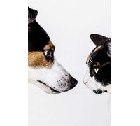 Fabulous Affiche Poster Chien et Chat Meilleurs Amis Animaux De compagnies Mignon