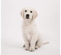 Fabulous Affiche Poster Chiot Labrador Blanc Bebe Chien Trop Mignon