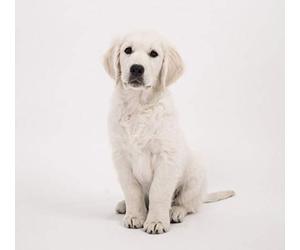 Fabulous Affiche Poster Chiot Labrador Blanc Bebe Chien Trop Mignon