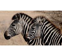 Fabulous Affiche Poster Couple Jeune Zebre Animaux Sauvages Savane Afrique