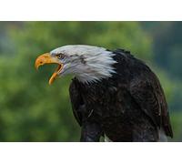Fabulous Affiche Poster Cri du Pygargue à Tête Blanche/Aigle/Oiseaux de Proie/Rapace