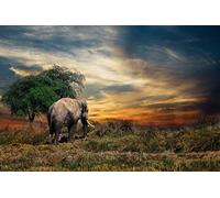 Fabulous Affiche Poster Elephant D'Afrique Dans la Savane Face Couche de Soleil
