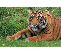 Fabulous Affiche Poster Gros Plan Tigre Etendu Dans l'Herbe Vie Sauvage