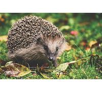 Fabulous Affiche Poster Herisson Mignon Animaux de Jardin Foret Nature Sauvage