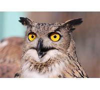 Fabulous Affiche Poster Hibou Grand Duc Vie Animale Oiseau Rapace Nocturne