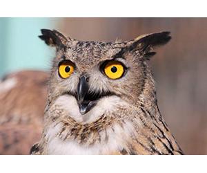 Fabulous Affiche Poster Hibou Grand Duc Vie Animale Oiseau Rapace Nocturne