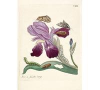 Fabulous Affiche Poster Iris Papillons Chenilles Planche Illustration Botanique Ancienne Fleurs