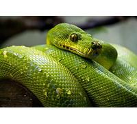 Fabulous Affiche Poster Python Vert Sublime Serpent Photo Nature Sauvage Reptile