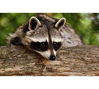 Fabulous Affiche Poster Raton Laveur Animal Sauvage Mignon Photo Nature