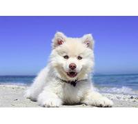 Fabulous Affiche Poster Spitz Petit Chien Blanc de Race Chiot Bebe Mignon Plage