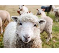 Fabulous Affiche Poster Troupeau de Mouton Irlande Prairie Animaux Nature