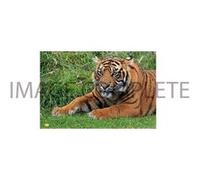 Fabulous Mug céramique Gros Plan Tigre Etendu Dans l'Herbe Blanc G