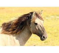 Fabulous Poster Affiche Beau Cheval Beige Prairie Nature Animaux Sauvage