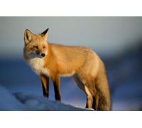 Fabulous Poster Affiche Beau Renard Neige Vie Sauvage Photo Nature