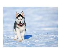 Fabulous Poster Affiche Chiot Husky dans la Neige Chien Collier Rouge Yeux Bleus Mignon Canin 42x65cm